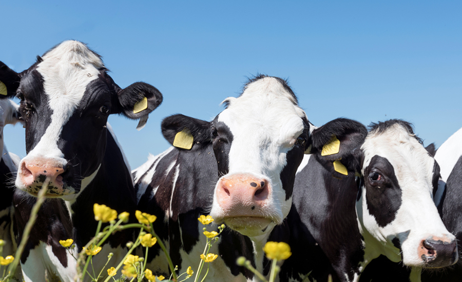 Cows-in-a-field-shutterstock_1200x627-(006).jpg