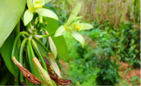 Vanilla Bean Plant