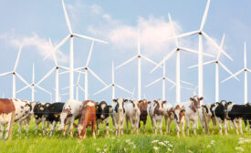 cattle and windmill