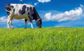 cow grazing