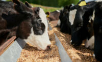 Cows Eating