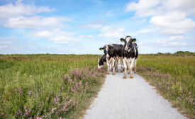 cows grazing