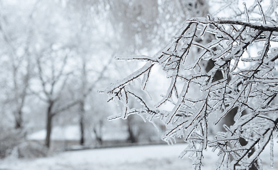 trees covered in snow