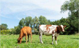 Cows infected with bird flu range in symptoms