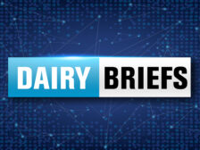 Dairy briefs